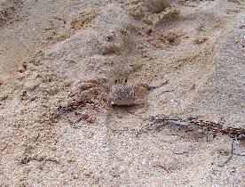 The first crab photo taken (July 2005) The first crab photo taken (July 2005)