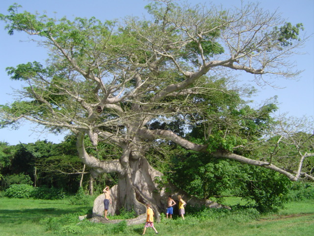 Ceiba tree - the oldest on the island