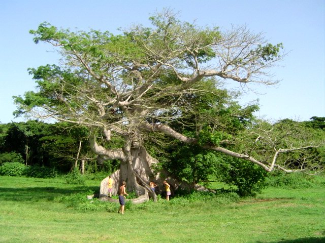 Ceiba Tree picture 2575