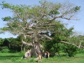 Ceiba tree - the oldest on the island (July 2005) Ceiba tree - the oldest on the island (July 2005)