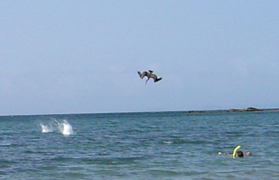 Fishing pelicans