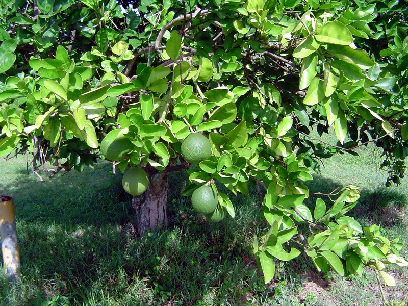 Orange tree