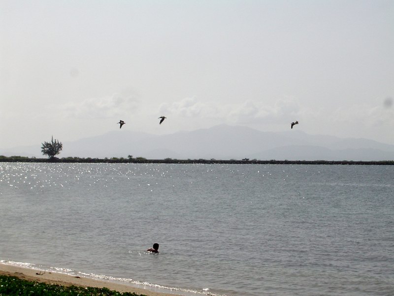 Fishing pelicans picture 2580