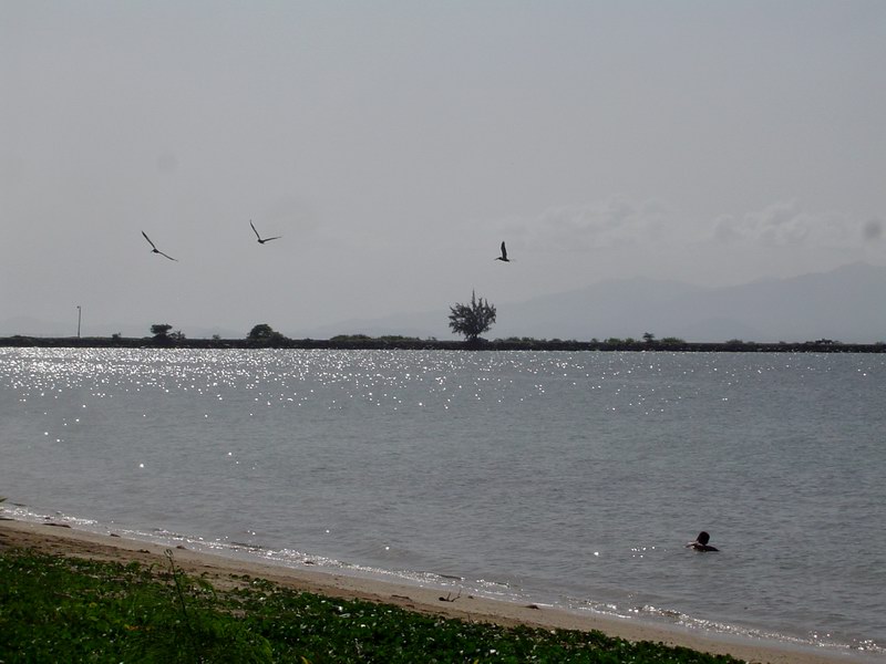 Fishing pelicans picture 2581