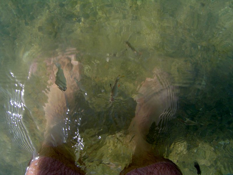 Small fish eat my legs