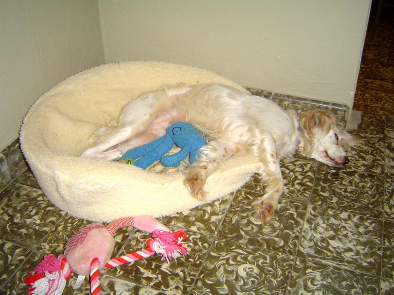 Isa - perfect Caribbean dog (July 2005)