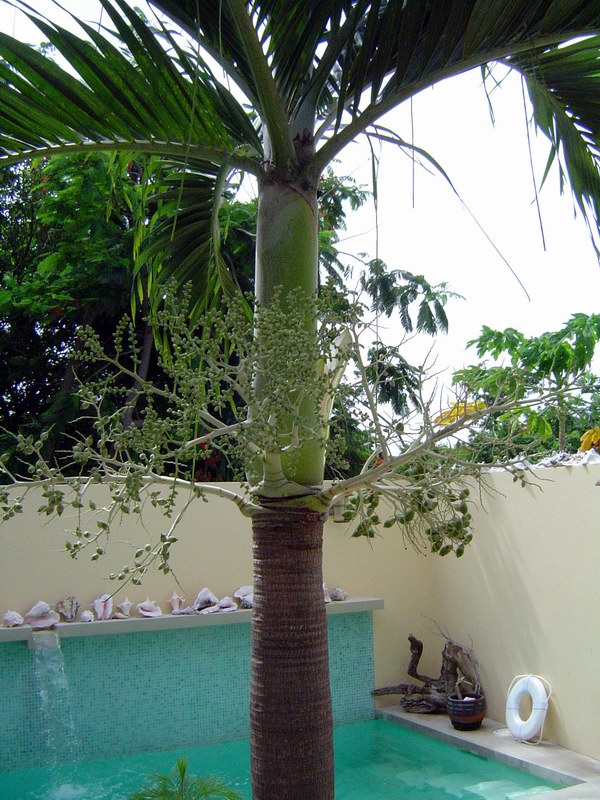 Casa de Amistad, Vieques obrzok 4904