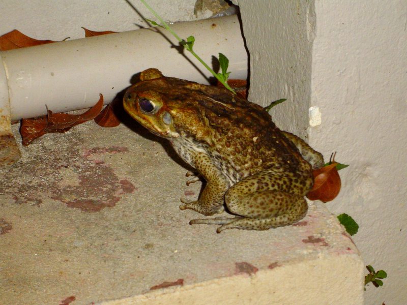 Even a frog visited us