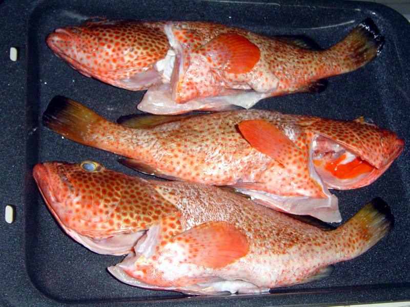 Red spotted greysby grouper fish - getting ready for the dinner