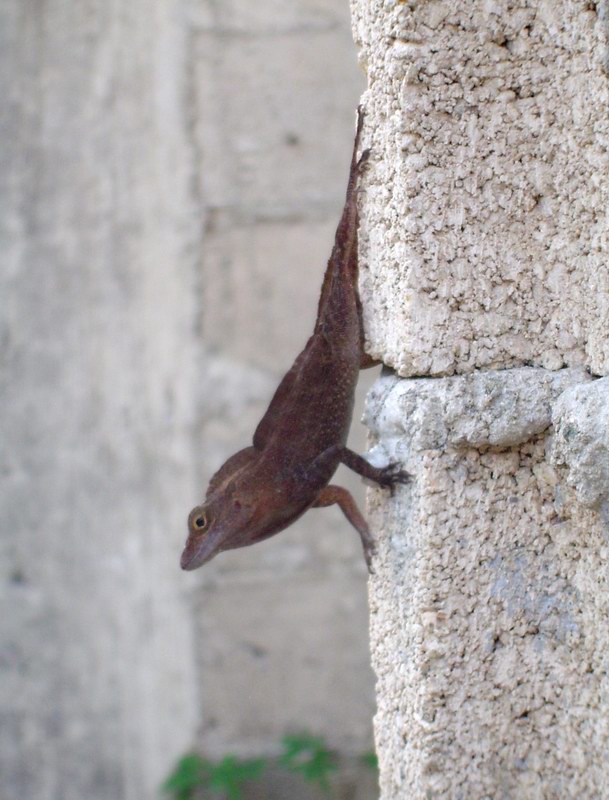 Lizard on the wall