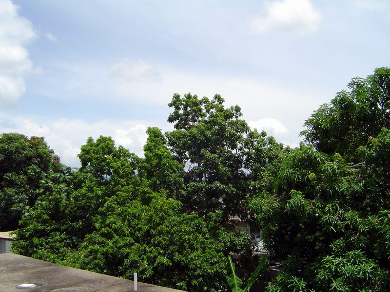 Rooftop view