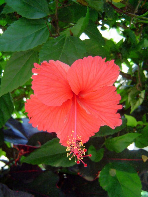 Flowers on the island (July 2005)