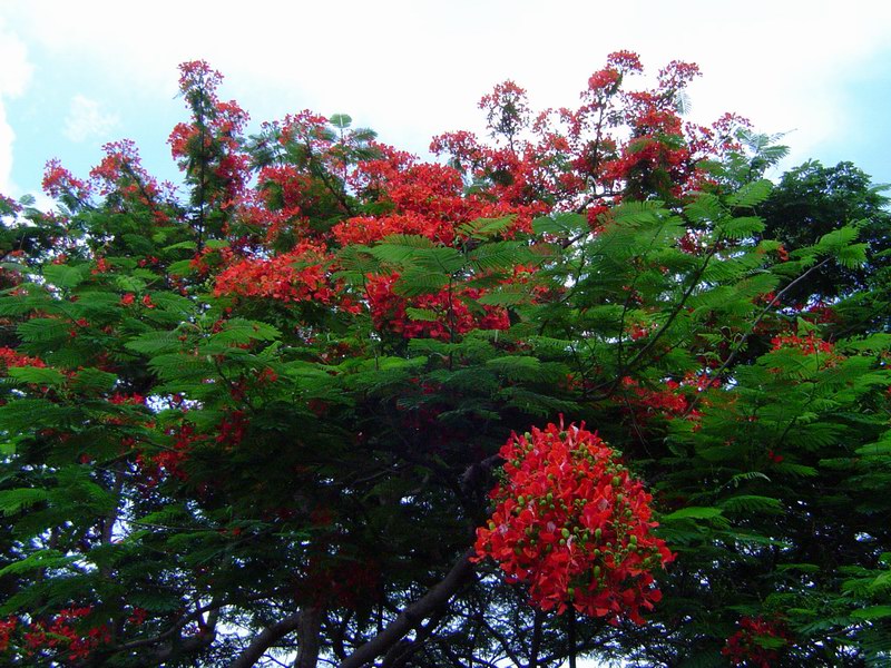 Flowers on the island picture 4900