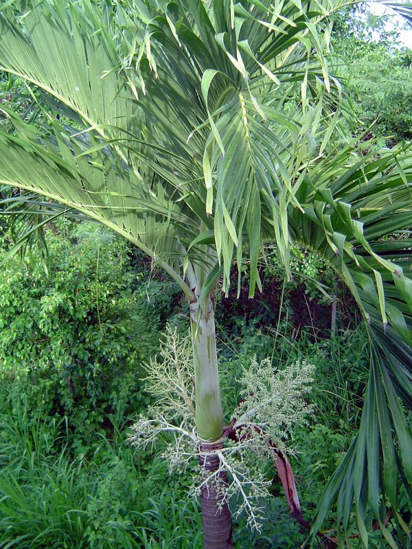 Blooming royal palm