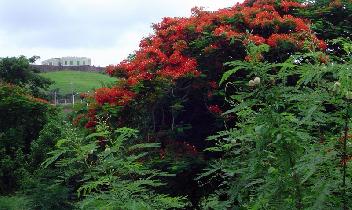 Flowering flamboyan trees everywhere (July 2005) Flowering flamboyan trees everywhere (July 2005)