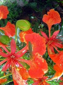 Flowers on the island (July 2005) Flowers on the island (July 2005)