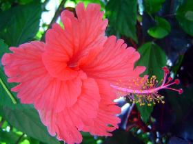 Flowers on the island (July 2005) Flowers on the island (July 2005)
