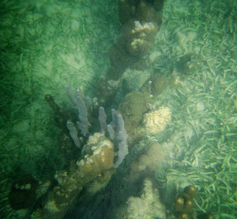 Underwater world just a few feet from a shore picture 2302