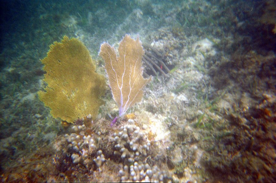 Underwater world just a few feet from a shore picture 2173