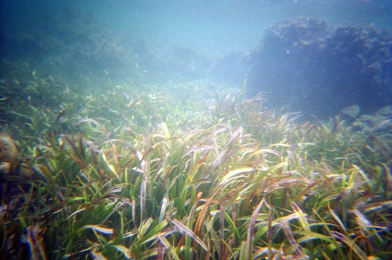 Underwater world just a few feet from a shore picture 2304