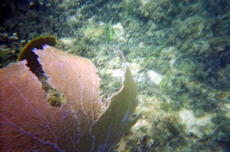 Underwater world just a few feet from a shore picture 2305