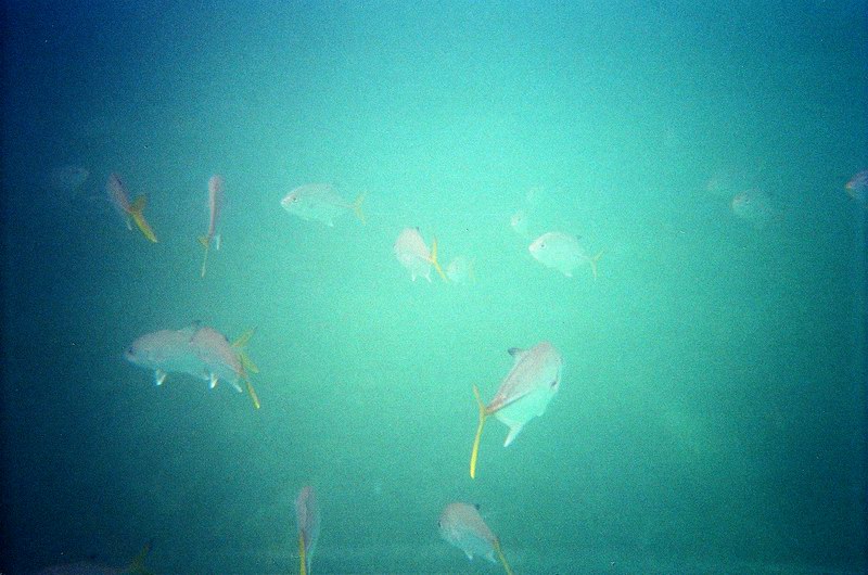 Underwater world just a few feet from a shore picture 2308