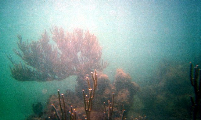 Underwater world just a few feet from a shore picture 2315