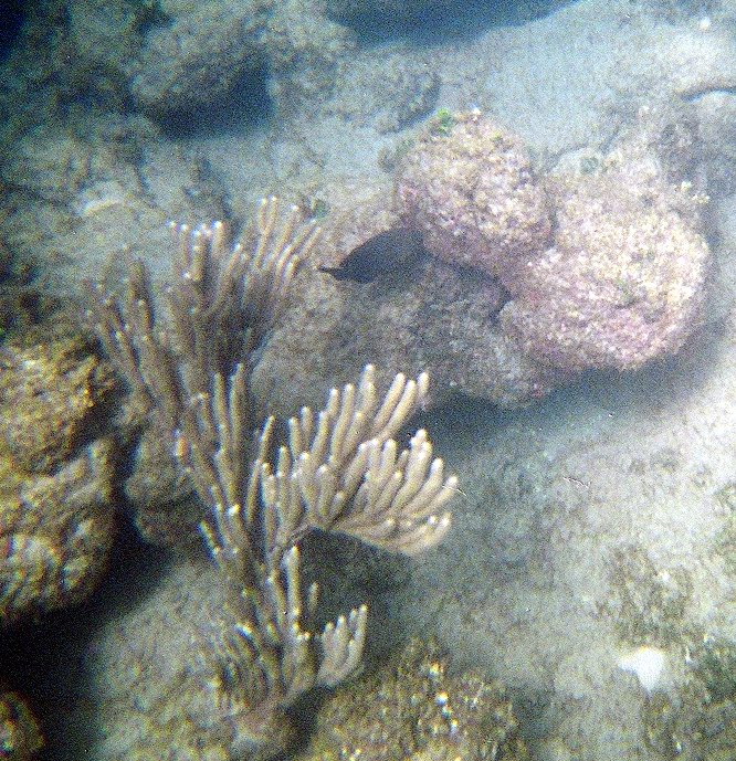 Underwater world just a few feet from a shore picture 2316