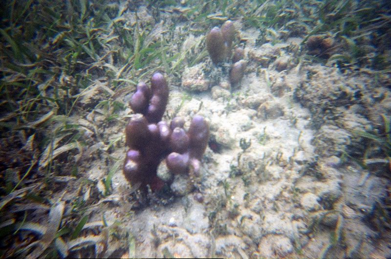 Underwater cactus - a finger coral