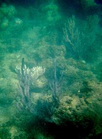 Underwater world just a few feet from a shore (July 2005) Underwater world just a few feet from a shore (July 2005)