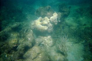 Underwater world just a few feet from a shore (July 2005) Underwater world just a few feet from a shore (July 2005)