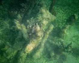 Underwater world just a few feet from a shore (July 2005) Underwater world just a few feet from a shore (July 2005)