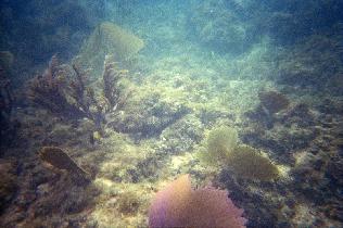 Underwater world just a few feet from a shore (July 2005) Underwater world just a few feet from a shore (July 2005)