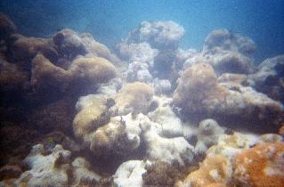 Underwater world just a few feet from a shore (July 2005) Underwater world just a few feet from a shore (July 2005)