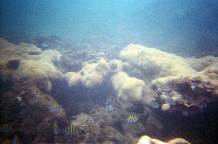 Underwater world just a few feet from a shore (July 2005) Underwater world just a few feet from a shore (July 2005)
