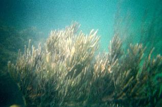 Underwater world just a few feet from a shore (July 2005) Underwater world just a few feet from a shore (July 2005)