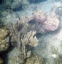 Underwater world just a few feet from a shore (July 2005) Underwater world just a few feet from a shore (July 2005)