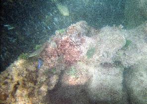 Underwater world just a few feet from a shore (July 2005) Underwater world just a few feet from a shore (July 2005)