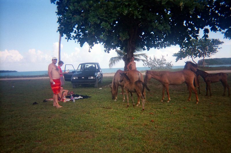 There are many wild horses grazing all over Vieques