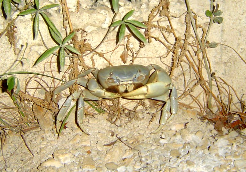 Rain crab