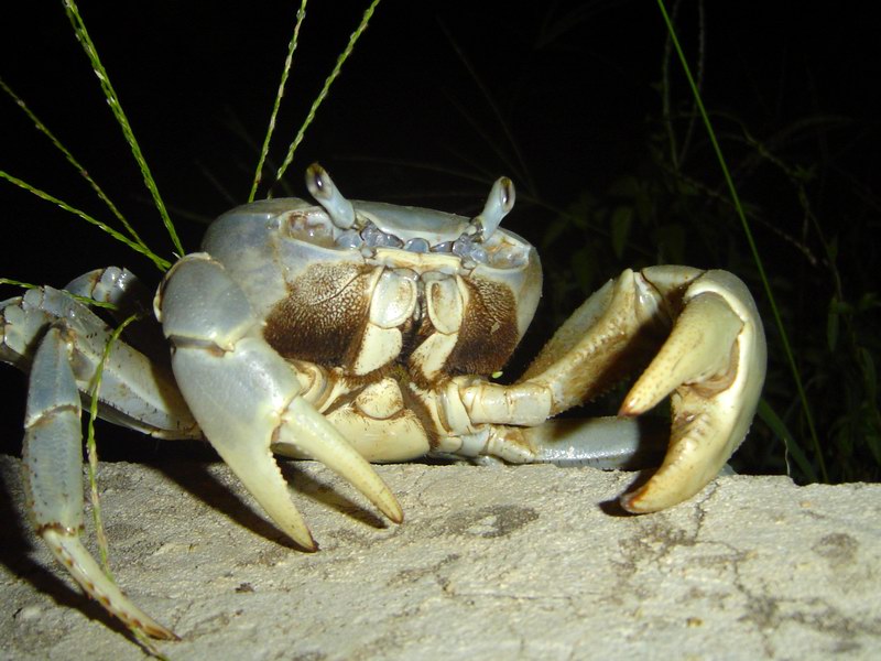 This is the 'Crab' with the capital 'C'
