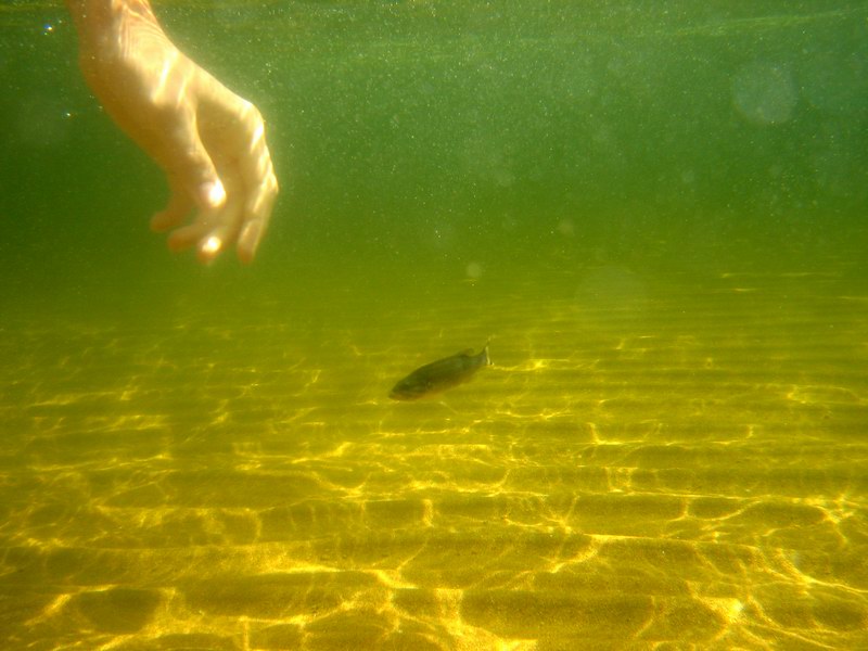 The very first underwater picture taken by the new camera