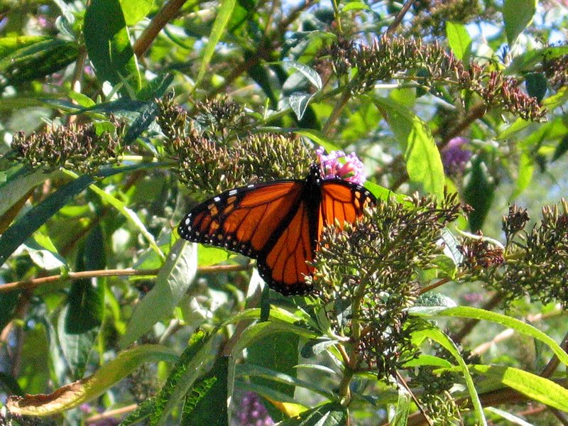 Butterfly in the Marine Park (October 2005)