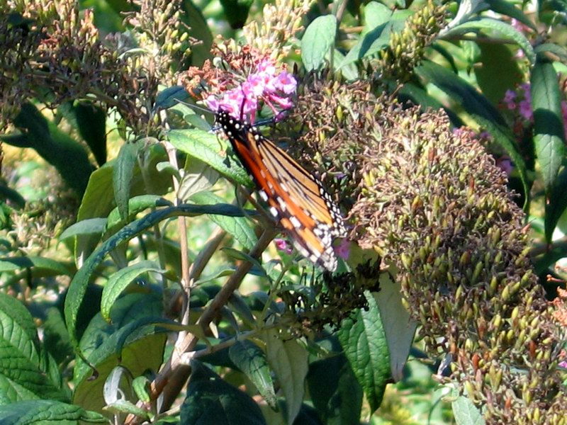 Butterflies picture 4196