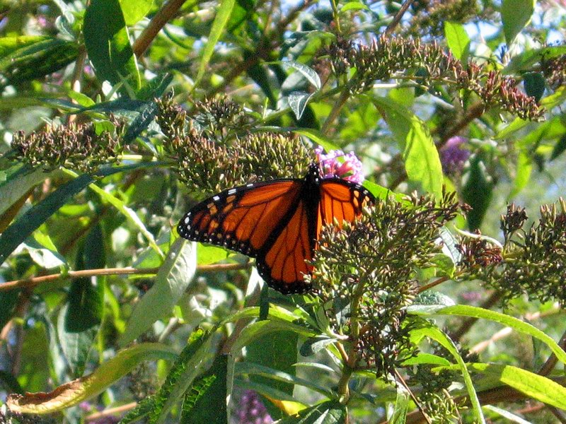 Butterfly in the Marine Park