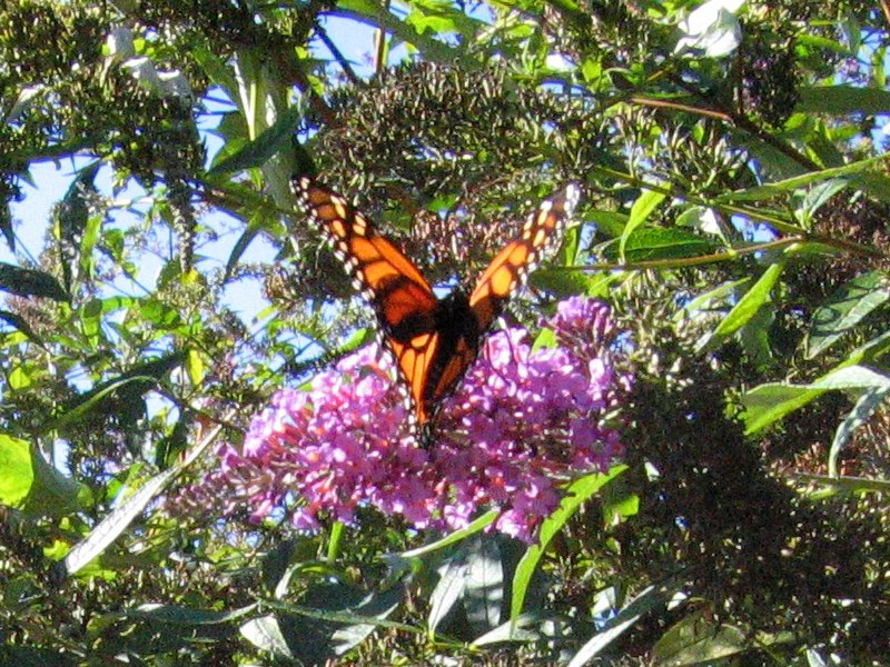 Butterflies picture 4202