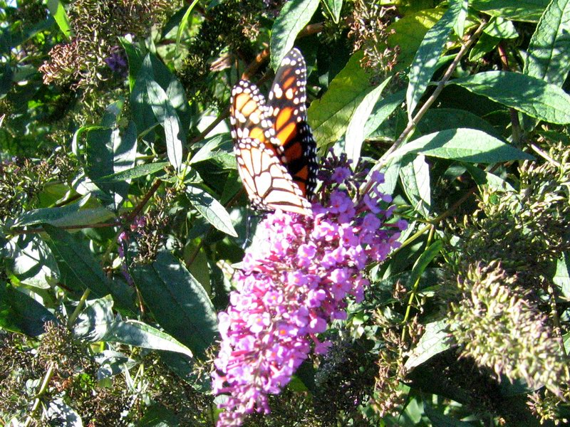 Butterflies picture 4203