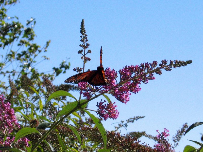 Butterflies picture 4205