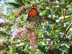 Butterflies (October 2005) Butterflies (October 2005)