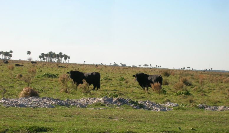 Cows